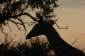 Giraffe sunset 